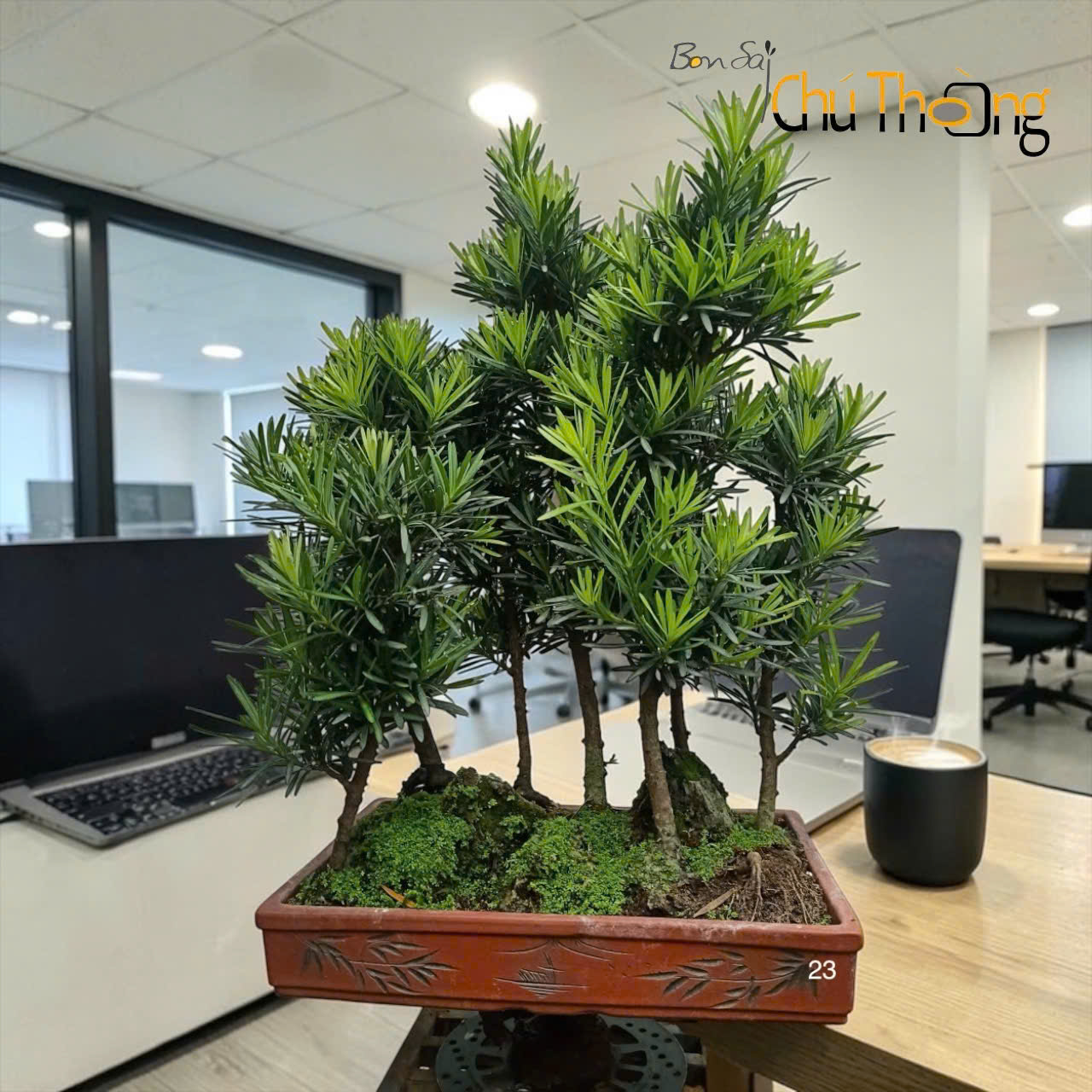 HỘ KINH DOANH BONSAI CHÚ THOÒNG