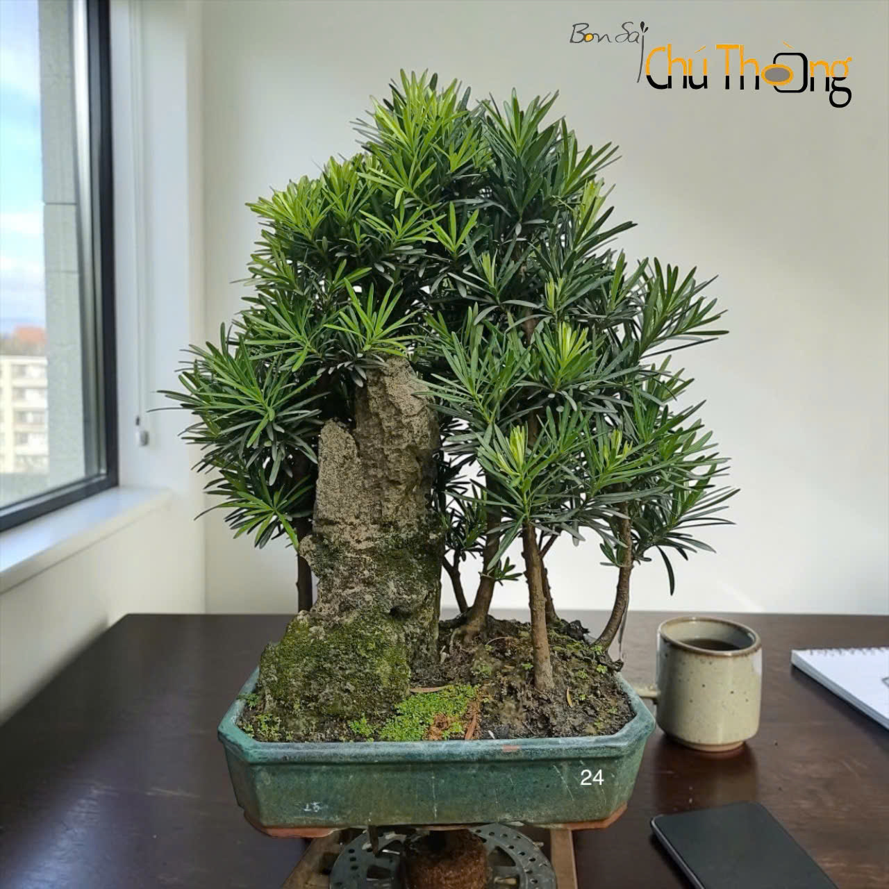 HỘ KINH DOANH BONSAI CHÚ THOÒNG