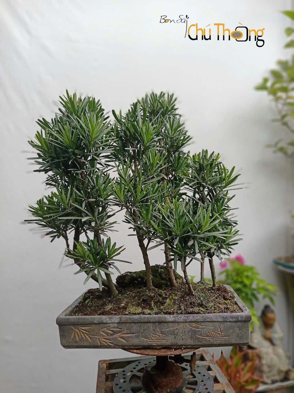 HỘ KINH DOANH BONSAI CHÚ THOÒNG