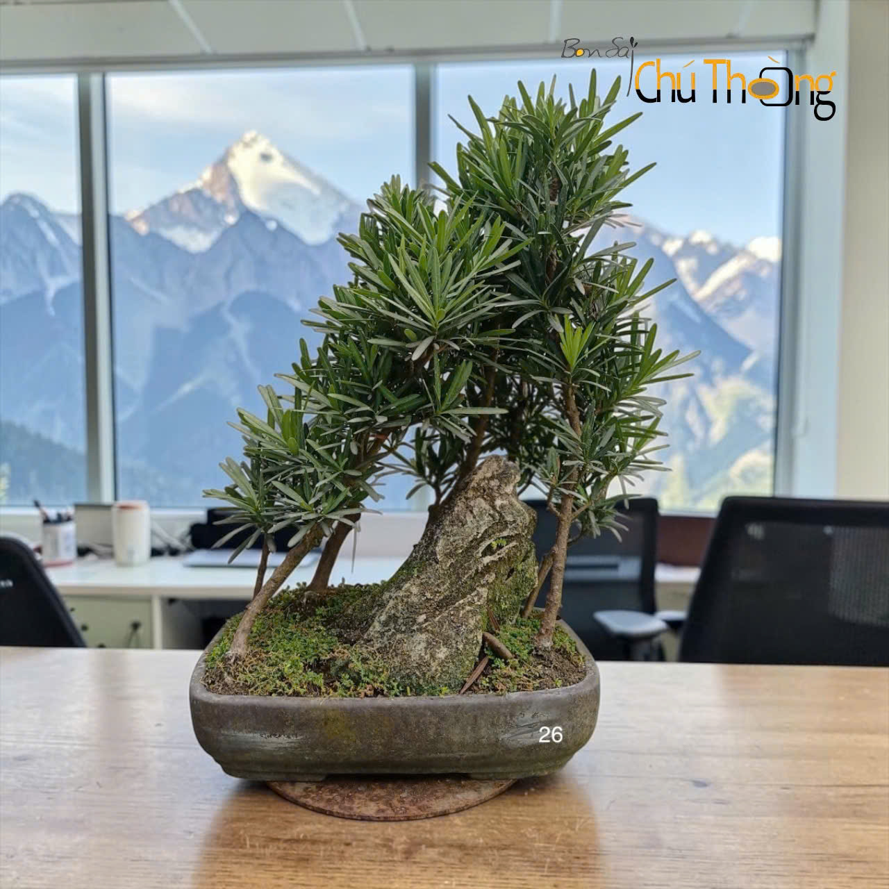 HỘ KINH DOANH BONSAI CHÚ THOÒNG