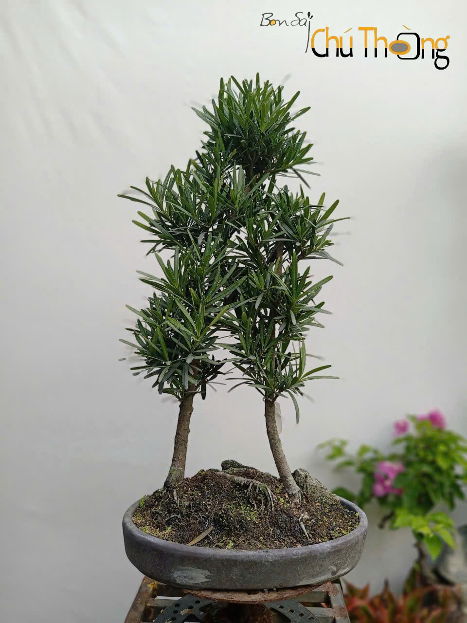 HỘ KINH DOANH BONSAI CHÚ THOÒNG