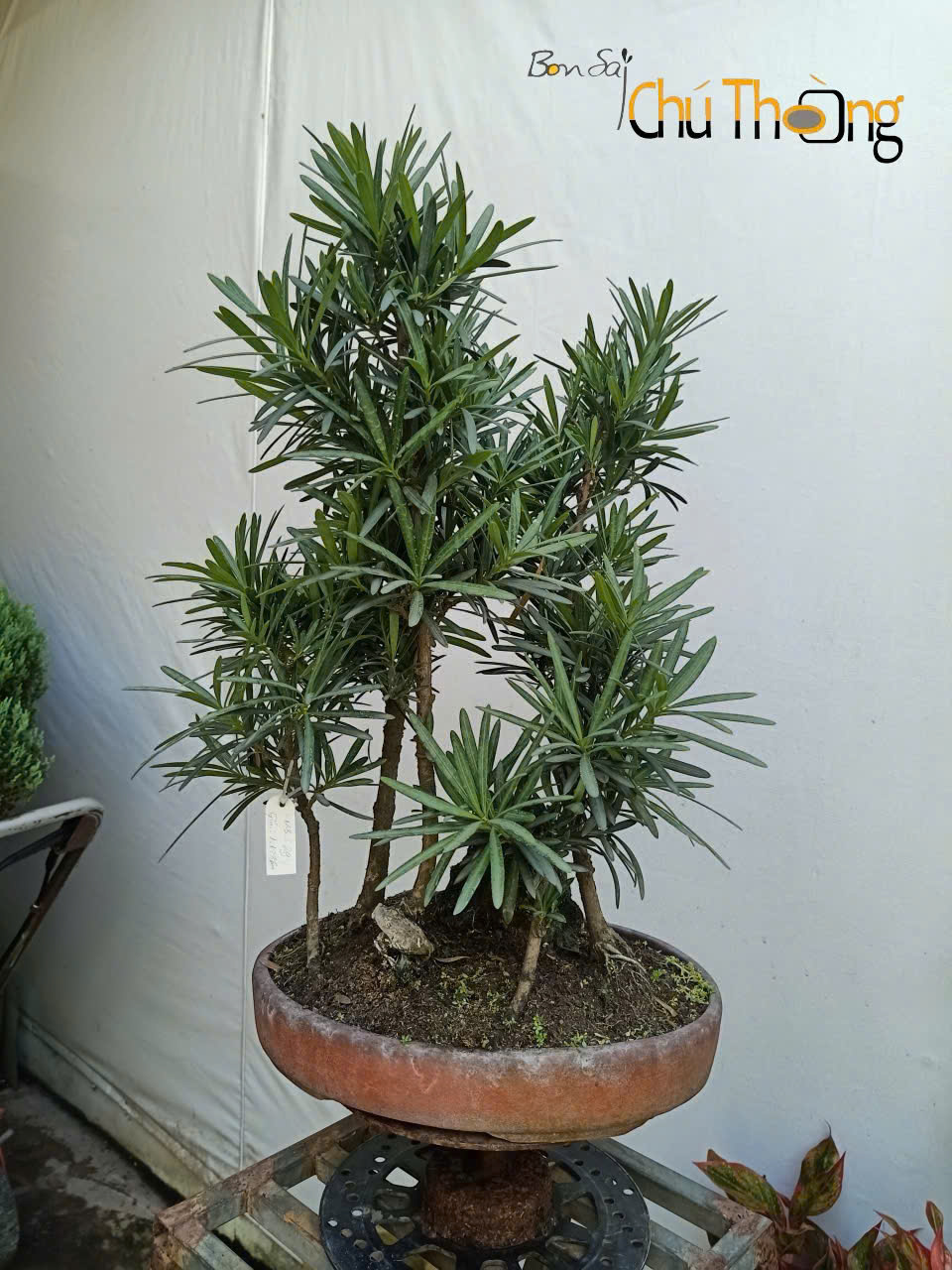 HỘ KINH DOANH BONSAI CHÚ THOÒNG