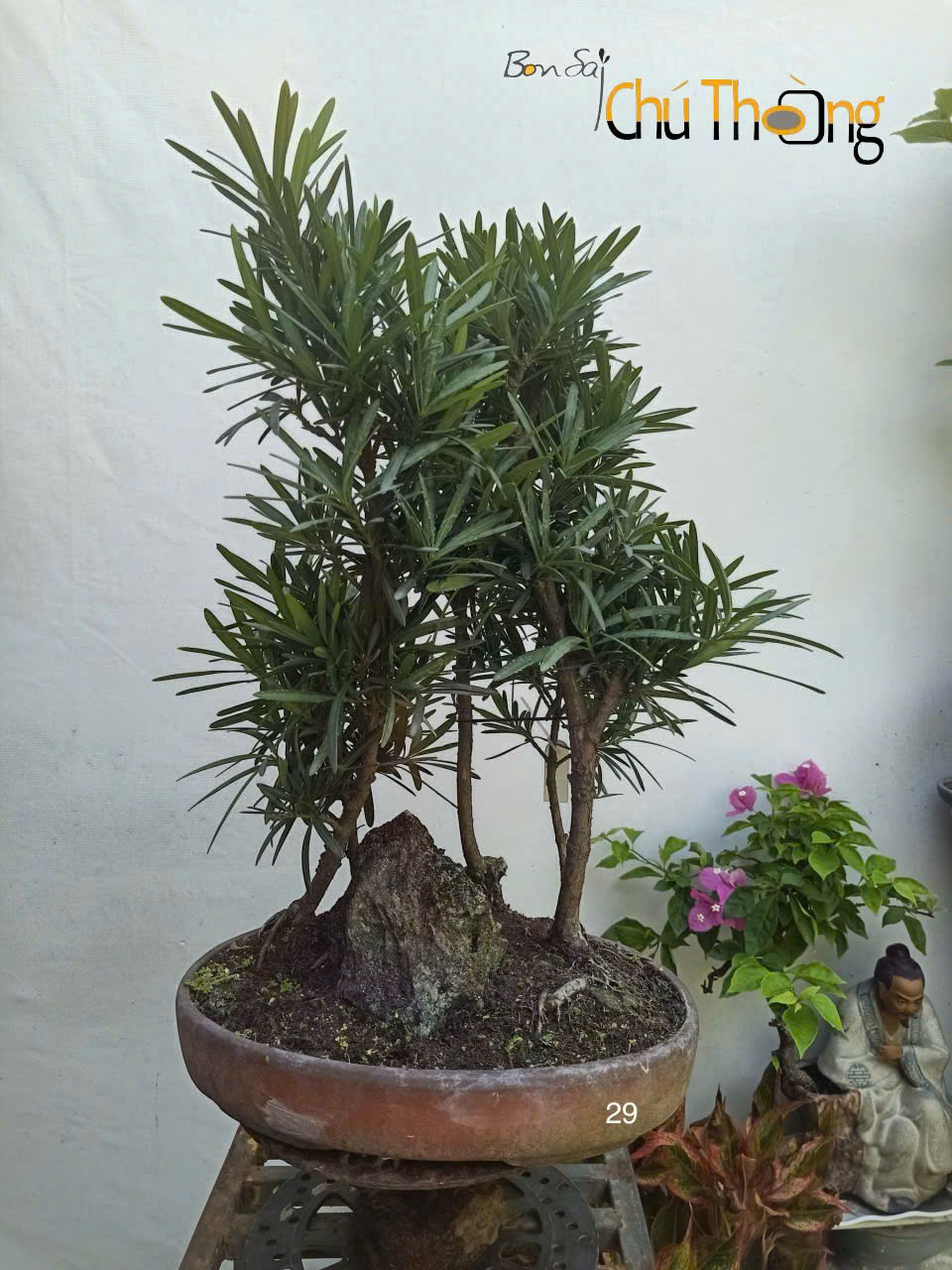 HỘ KINH DOANH BONSAI CHÚ THOÒNG