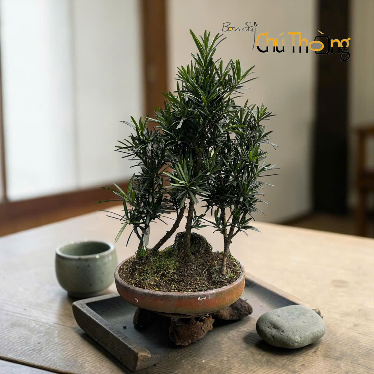 HỘ KINH DOANH BONSAI CHÚ THOÒNG