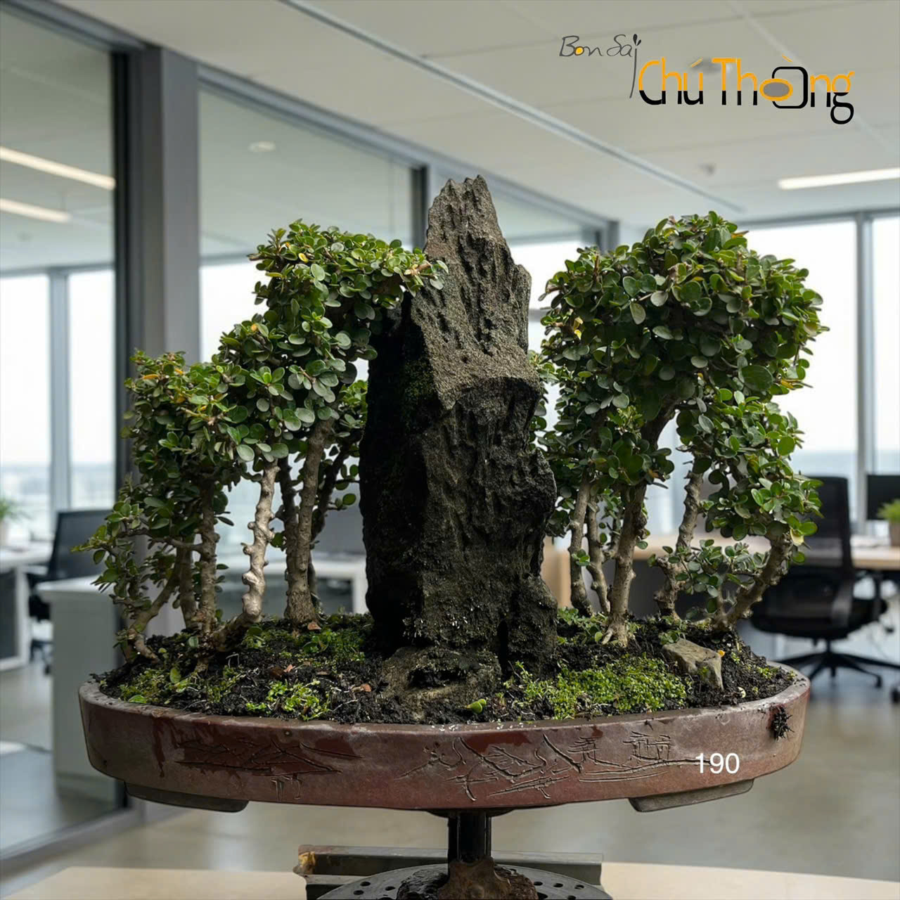 HỘ KINH DOANH BONSAI CHÚ THOÒNG