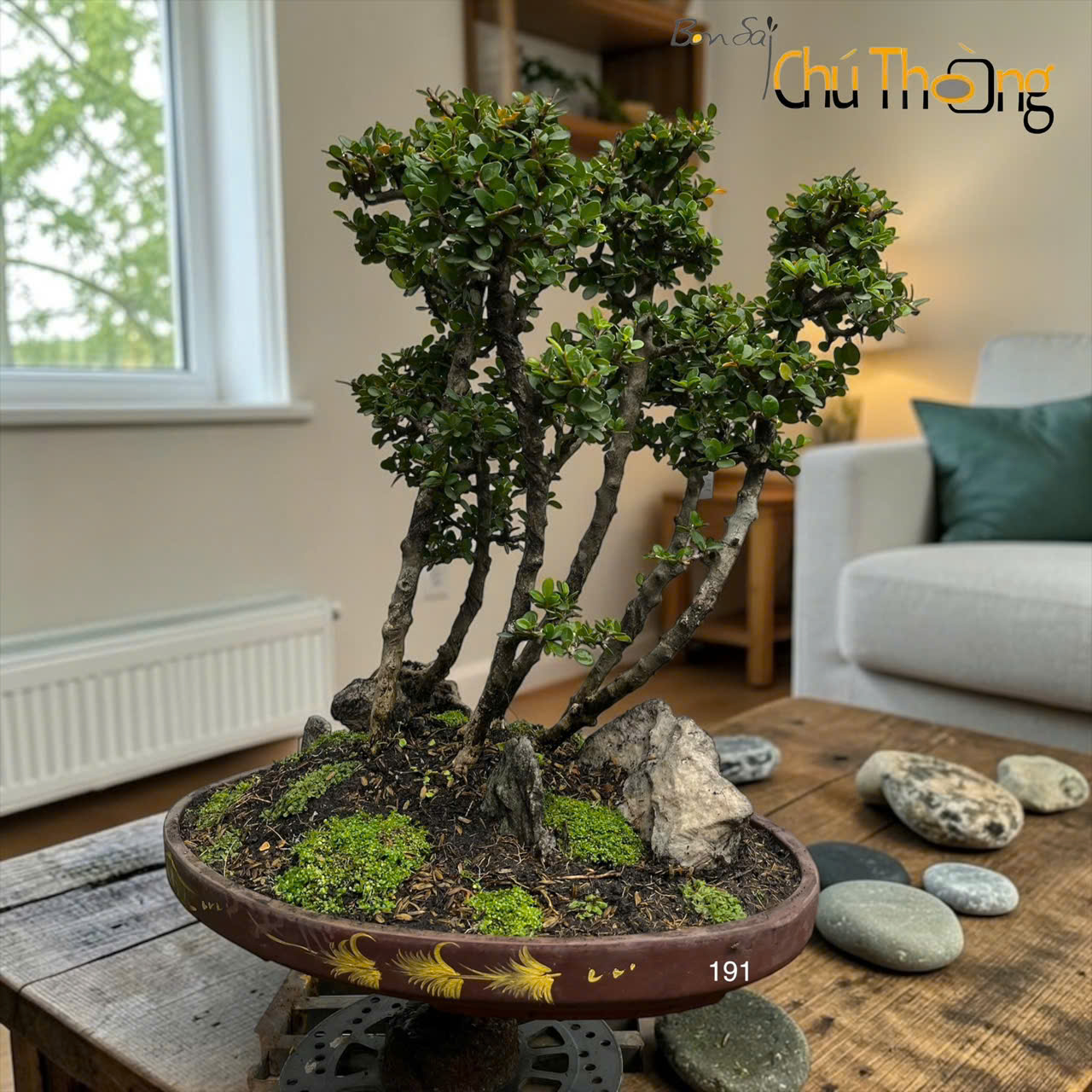 HỘ KINH DOANH BONSAI CHÚ THOÒNG
