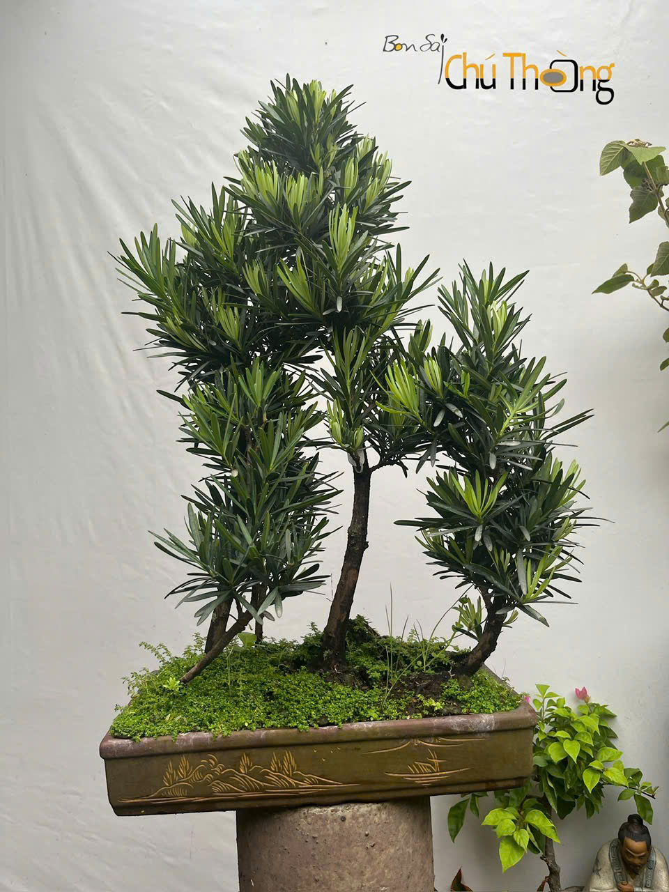 HỘ KINH DOANH BONSAI CHÚ THOÒNG