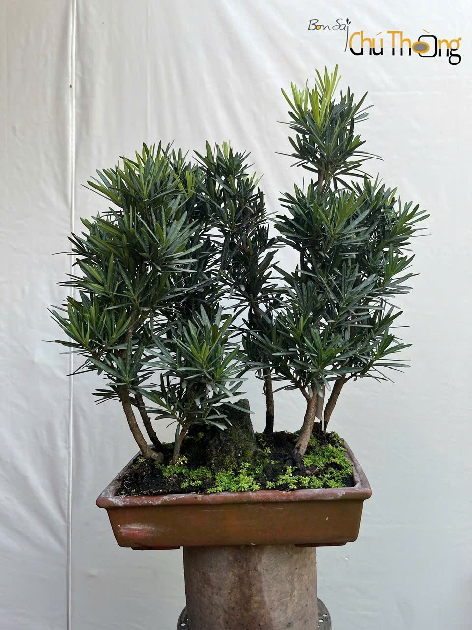 HỘ KINH DOANH BONSAI CHÚ THOÒNG