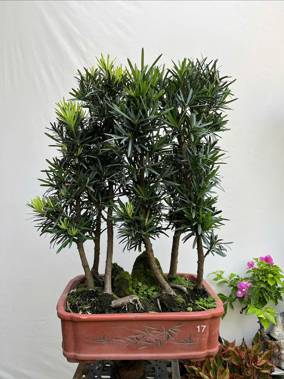 HỘ KINH DOANH BONSAI CHÚ THOÒNG