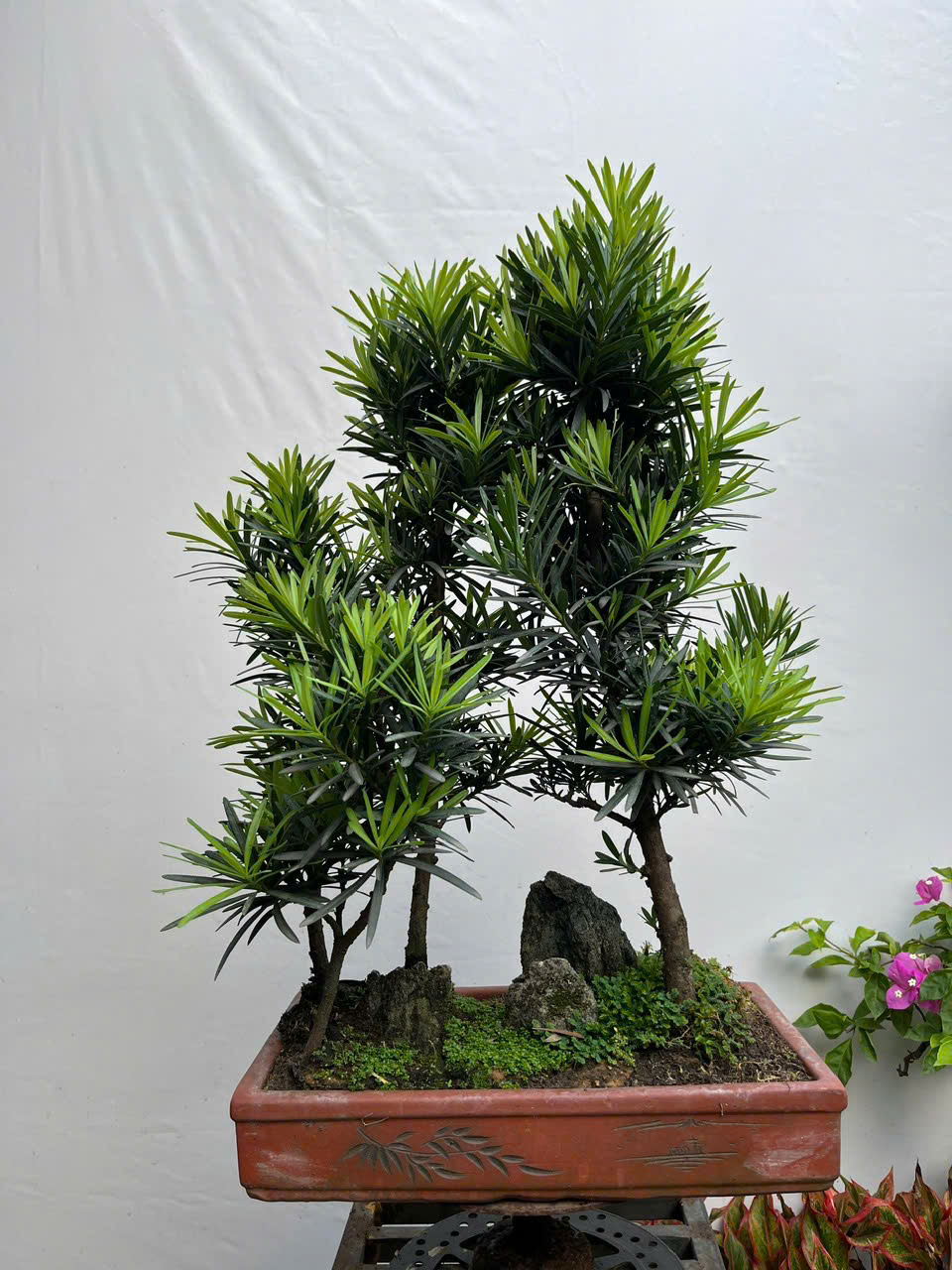 HỘ KINH DOANH BONSAI CHÚ THOÒNG