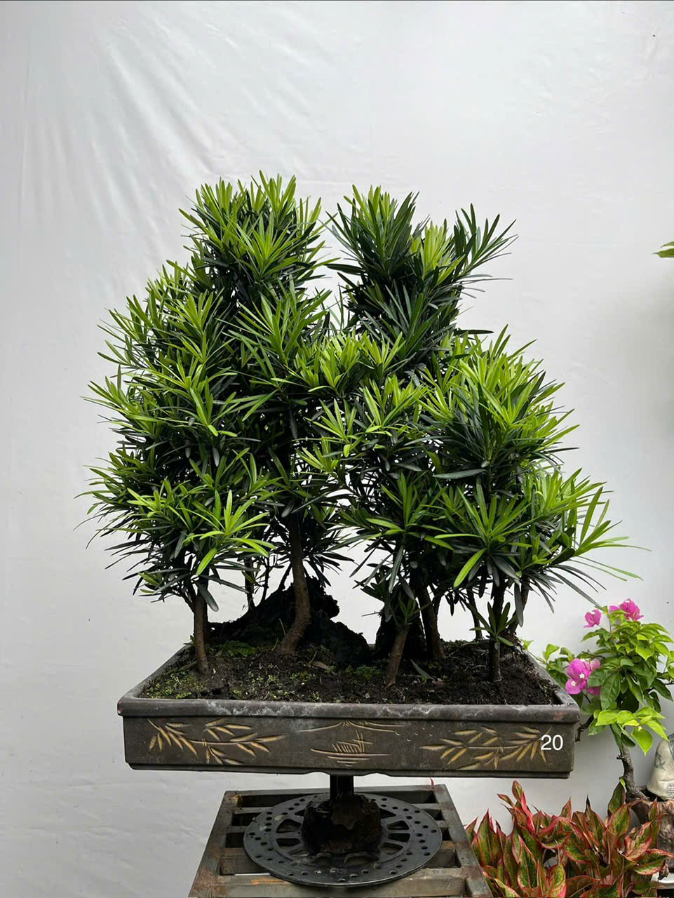 HỘ KINH DOANH BONSAI CHÚ THOÒNG