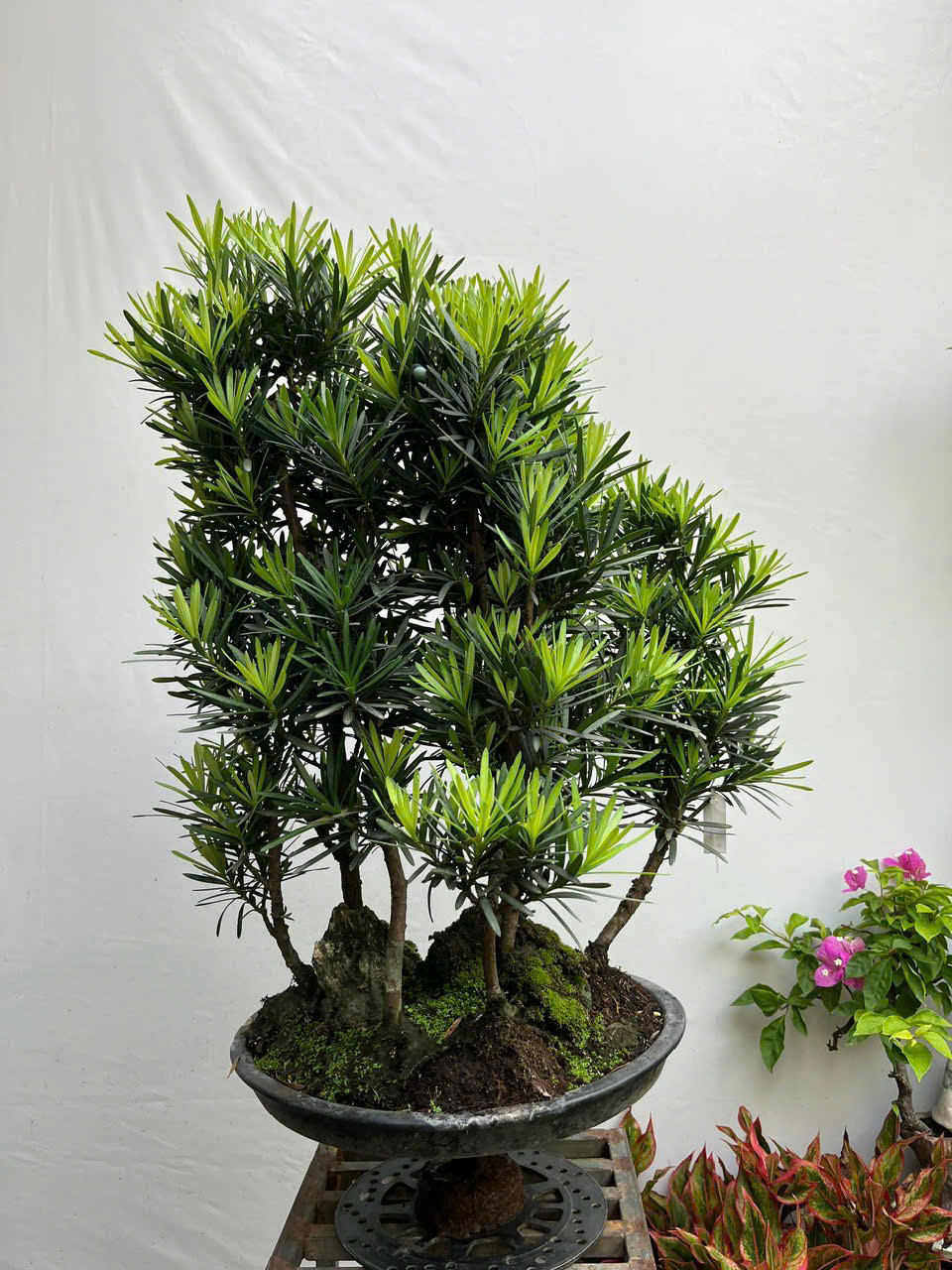 HỘ KINH DOANH BONSAI CHÚ THOÒNG