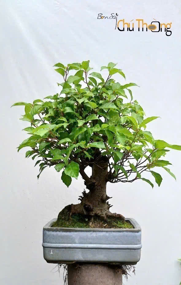HỘ KINH DOANH BONSAI CHÚ THOÒNG