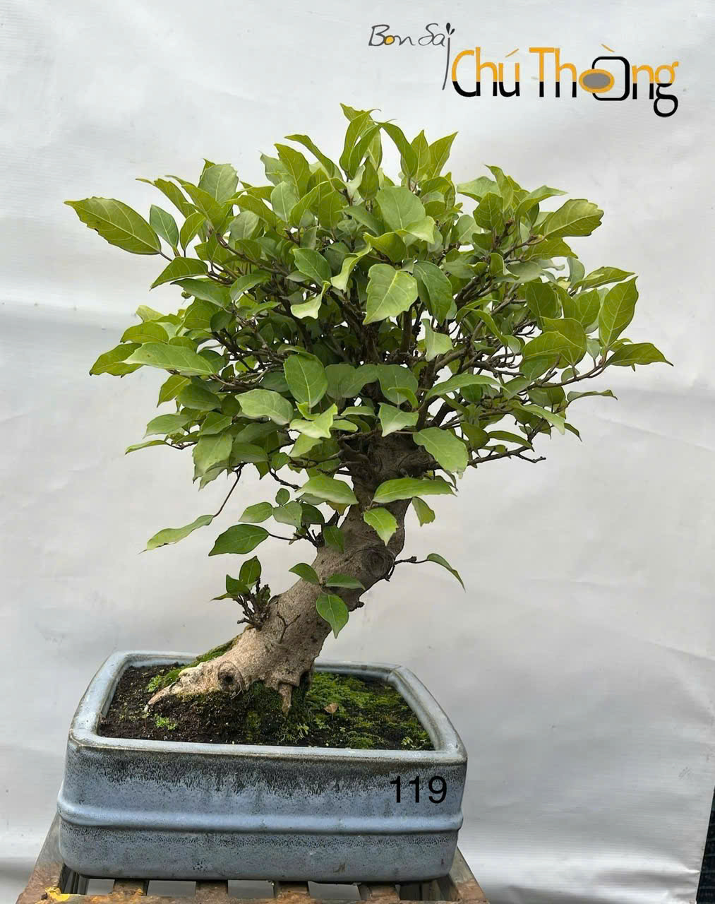 HỘ KINH DOANH BONSAI CHÚ THOÒNG