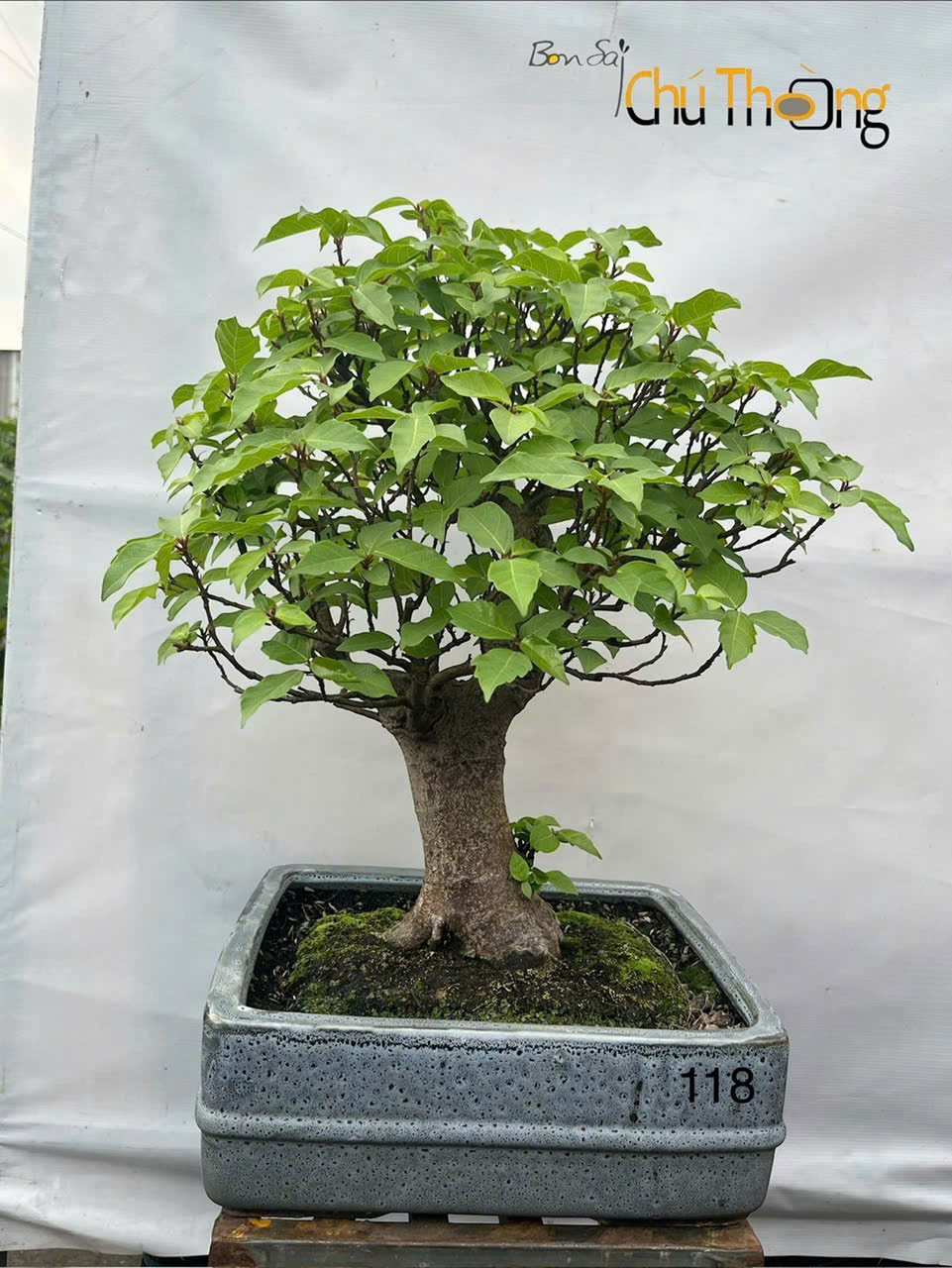 HỘ KINH DOANH BONSAI CHÚ THOÒNG